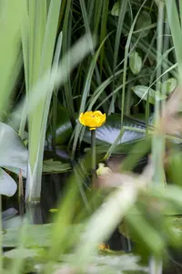 lutea - afbeelding 2