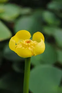 lutea - afbeelding 4