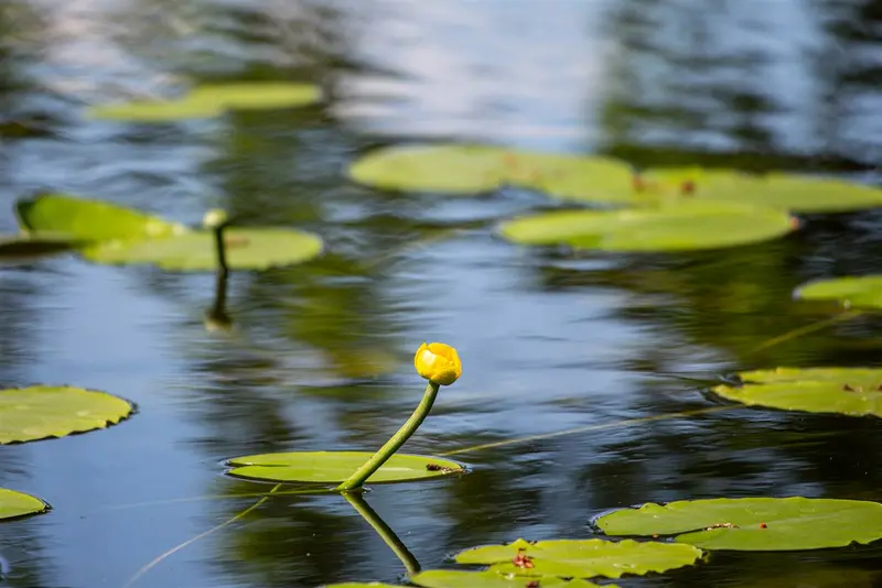 lutea - afbeelding 4