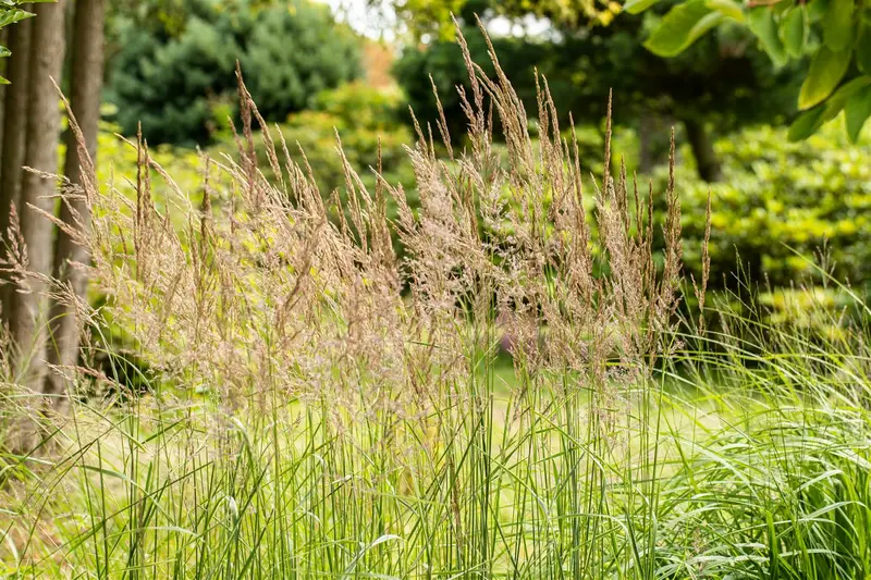 sorghastrum nutans P9
