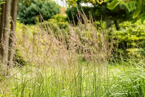 sorghastrum nutans P9