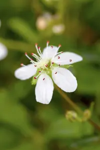 potentilla trid. 'nuuk' P9 - afbeelding 3