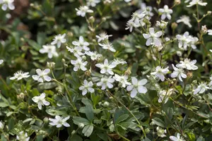 potentilla trid. 'nuuk' P9 - afbeelding 3
