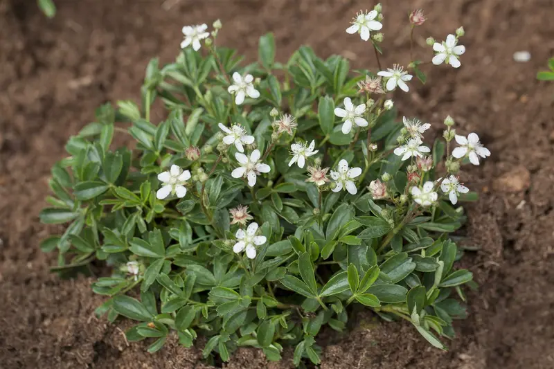 potentilla trid. 'nuuk' P9 - afbeelding 2