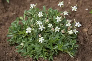 potentilla trid. 'nuuk' P9 - afbeelding 2