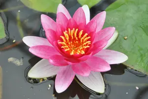Nymphaea 'Attraction' C3