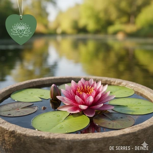 Nymphaea 'Charles de Meurville' C3