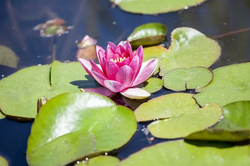 Nymphaea 'Clyde Ikins' C3 - afbeelding 1