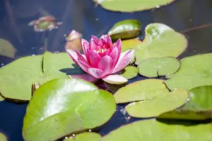 Nymphaea 'Clyde Ikins' C3 - afbeelding 1