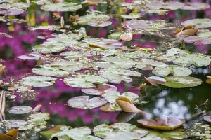 Nymphaea 'Clyde Ikins' C3 - afbeelding 2