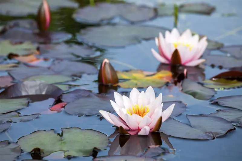 Nymphaea 'Clyde Ikins' C3 - afbeelding 4