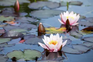 Nymphaea 'Clyde Ikins' C3 - afbeelding 4