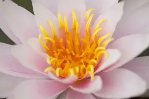 Nymphaea 'Clyde Ikins' C3 - afbeelding 5