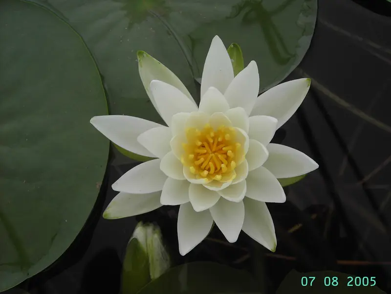 Nymphaea 'Gladstoniana' P11 - afbeelding 1
