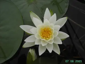Nymphaea 'Gladstoniana' P11 - afbeelding 1
