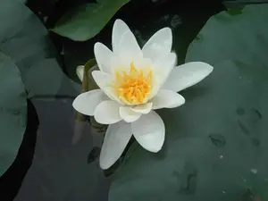 Nymphaea 'Gladstoniana' P11 - afbeelding 2