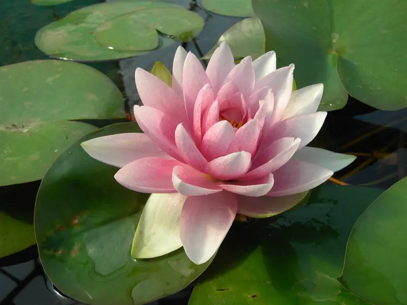 Nymphaea 'Gonnère' P11 - afbeelding 1