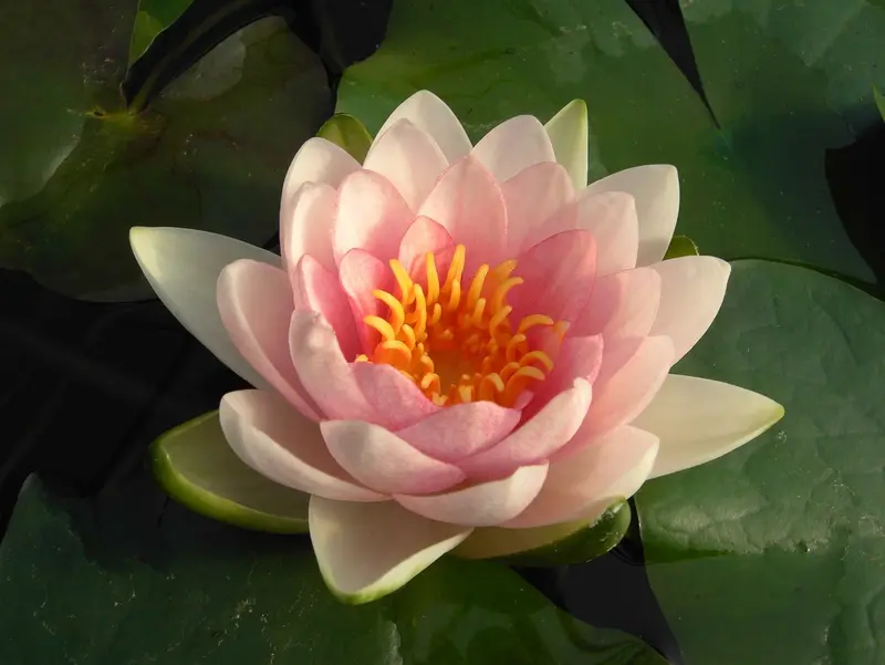 Nymphaea 'Gonnère' P11 - afbeelding 2