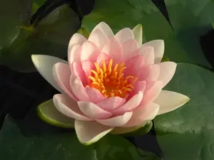 Nymphaea 'Gonnère' P11 - afbeelding 2