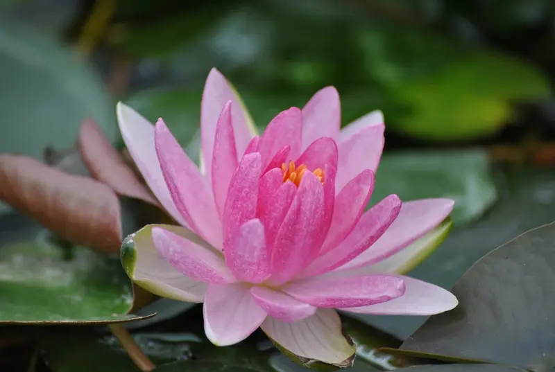 Laydekeri Lilacea