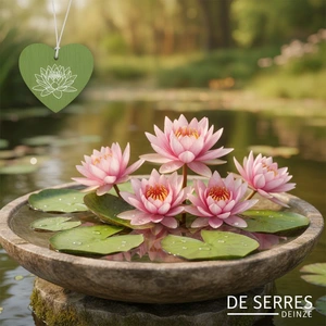 Nymphaea 'Madame Wilfron Gonnère' P11