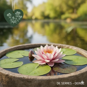 Nymphaea 'Marliacea Carnea' P11