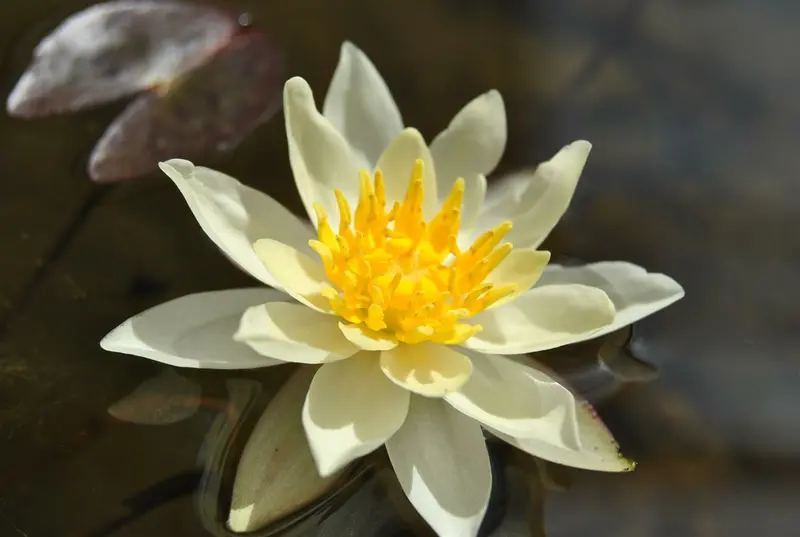 Marliacea Chromatella