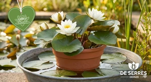 Nymphaea odorata 'Alba' P11