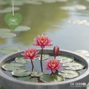 Nymphaea 'Perry`s Fire Opal' P11