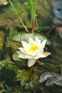 Pygmaea Helvola