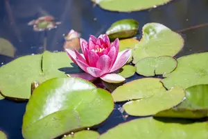 Nymphaea - afbeelding 5