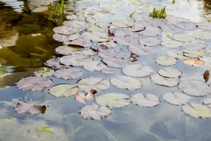 Nymphaea - afbeelding 3