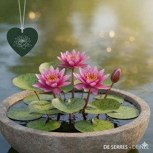 Nymphaea 'Rose Arey' P11