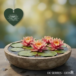 Nymphaea 'Sioux' P11