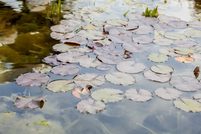Nymphaea 'Wanvisa' C3 - afbeelding 3