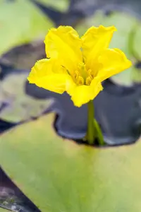 peltata - afbeelding 2