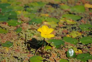 peltata - afbeelding 2