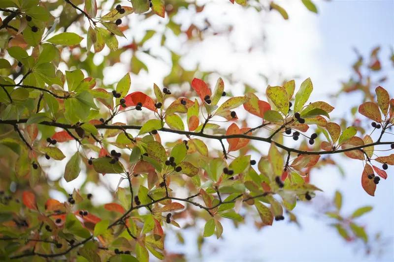 Nyssa sylvatica 40- 60   C4 - afbeelding 5