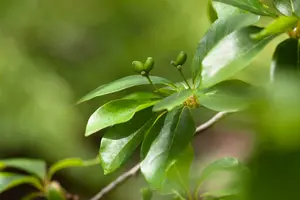 nyssa sylvatica (80-100 cm) - afbeelding 5