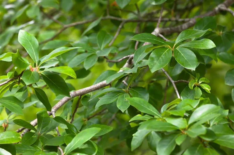 nyssa sylvatica (80-100 cm) - afbeelding 2