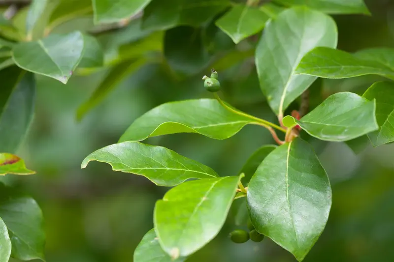 nyssa sylvatica (80-100 cm) - afbeelding 3