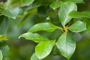 nyssa sylvatica (80-100 cm) - afbeelding 3