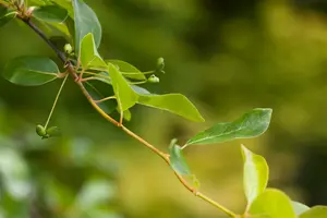 nyssa sylvatica (80-100 cm) - afbeelding 4
