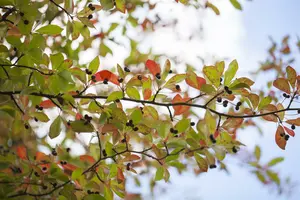 nyssa sylvatica (80-100 cm) - afbeelding 5