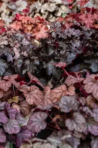 heuchera hybr. 'obsidian'® P9 - afbeelding 4