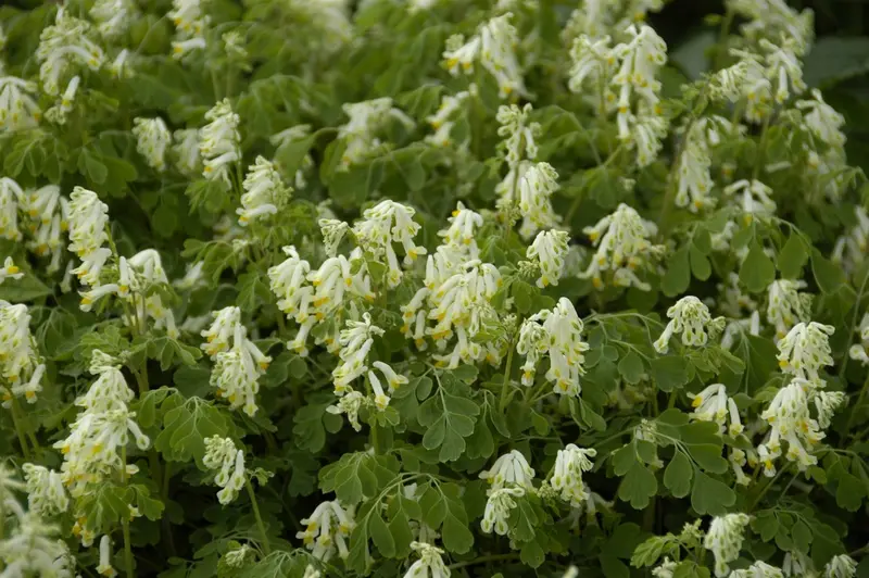 corydalis ochroleuca P9 - afbeelding 2