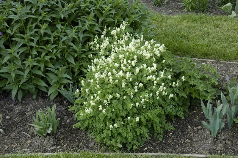 corydalis ochroleuca P9 - afbeelding 3