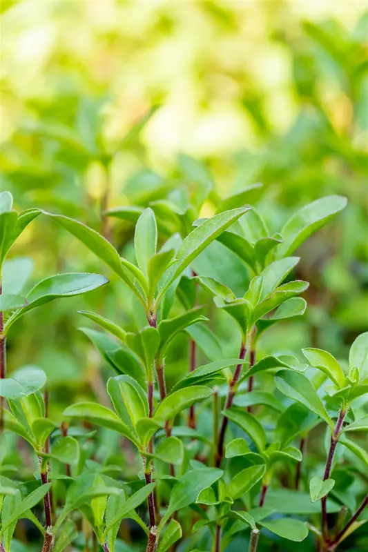 saponaria ocymoides P9 - afbeelding 3