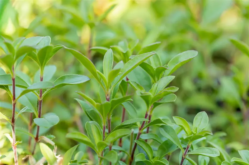 saponaria ocymoides P9 - afbeelding 2
