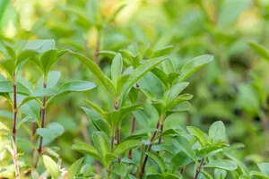 saponaria ocymoides P9 - afbeelding 2